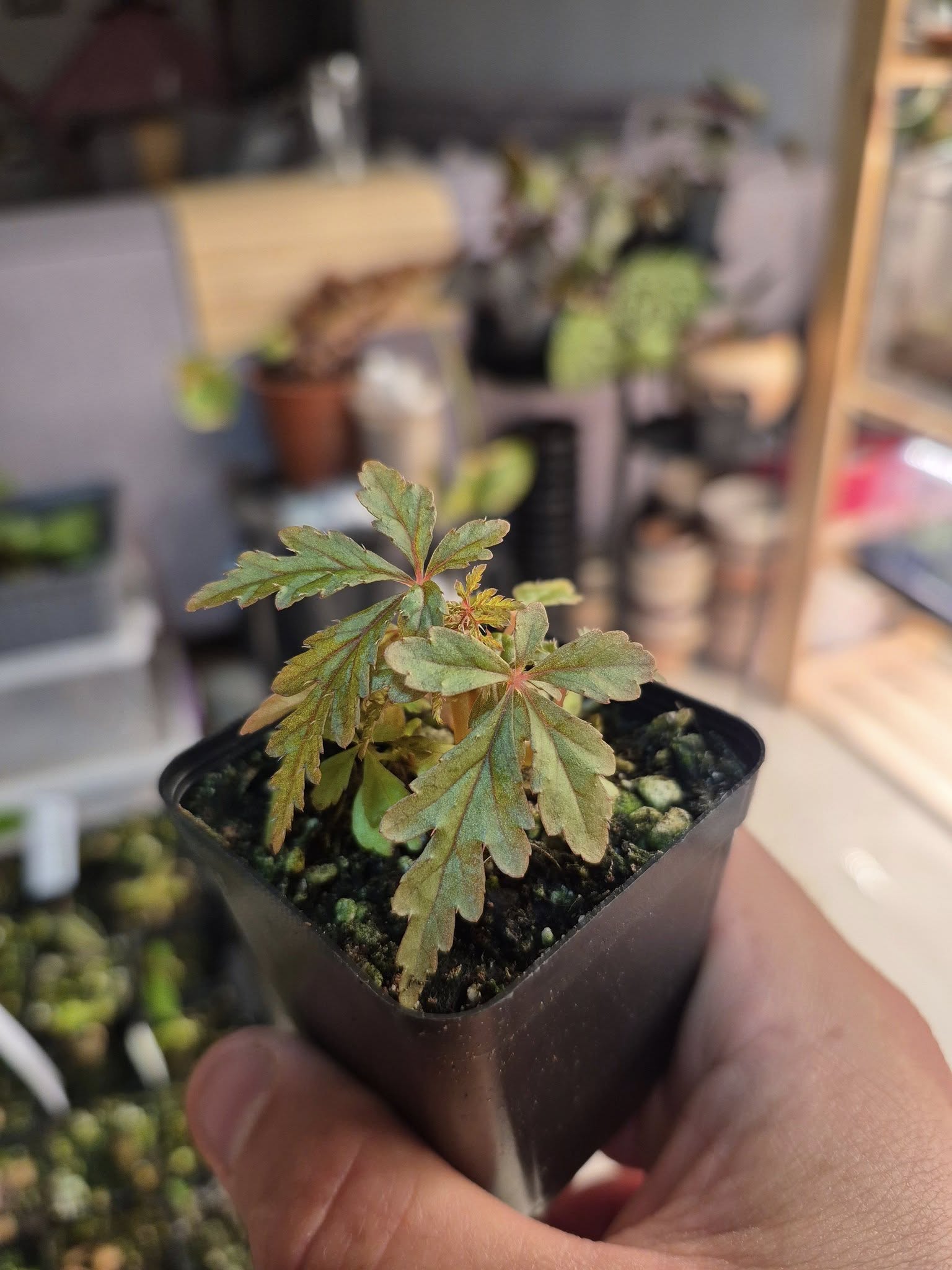 Begonia polilloensis